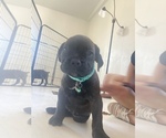 Small Photo #5 Cane Corso Puppy For Sale in SAHUARITA, AZ, USA