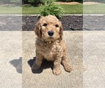 Puppy Yellow Collar Goldendoodle