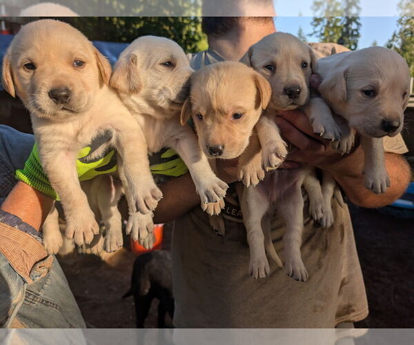 Medium Photo #3 Labrador Retriever Puppy For Sale in SHELTON, WA, USA