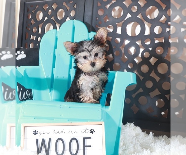 Medium Photo #1 Yorkshire Terrier Puppy For Sale in MOUNT VERNON, OH, USA