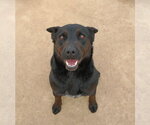 Small Photo #2 Labrador Retriever Puppy For Sale in Apple Valley, CA, USA
