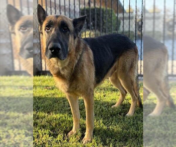 Medium Photo #2 German Shepherd Dog Puppy For Sale in Riverside, CA, USA