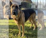 Small Photo #2 German Shepherd Dog Puppy For Sale in Riverside, CA, USA