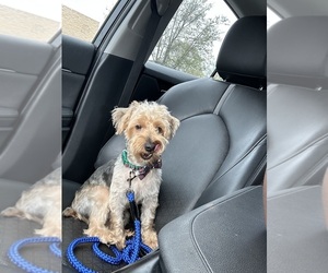 YorkiePoo Puppy for sale in DAVENPORT, FL, USA