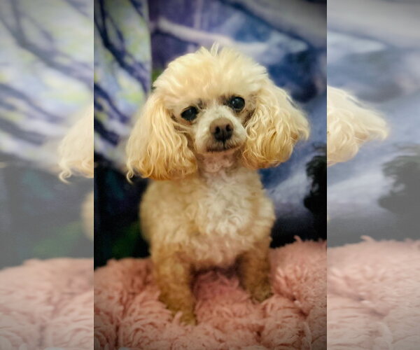 Medium Photo #2 Poodle (Toy) Puppy For Sale in Pacolet, SC, USA