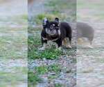 Small #3 French Bulldog