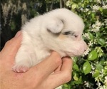 Small Photo #17 American Corgi Puppy For Sale in BRANDON, FL, USA