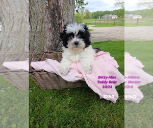 Zuchon Puppy for Sale in TOPEKA, Indiana USA