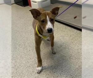 American Pit Bull Terrier-Border Collie Mix Dogs for adoption in Visalia, CA, USA