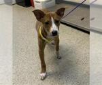 Small American Pit Bull Terrier-Border Collie Mix