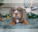 Small #1 Beabull
