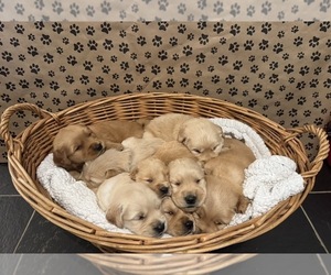 Golden Retriever Puppy for sale in PANA, IL, USA