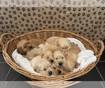 Image preview for Ad Listing. Nickname: Litter of 8