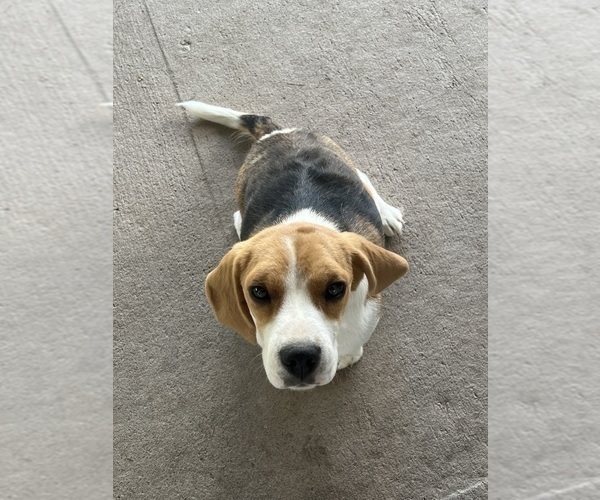 Medium Photo #4 Beagle Puppy For Sale in COLORADO SPRINGS, CO, USA