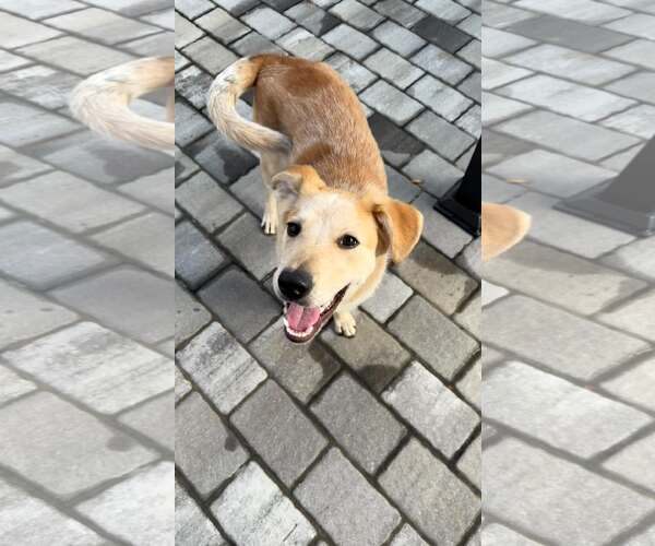 Medium Photo #3 Mutt Puppy For Sale in Woodbury, NY, USA