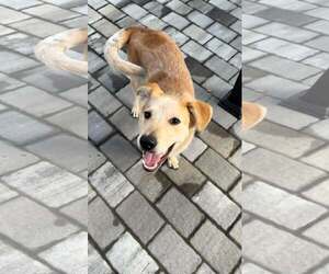 DUCKY - Male Mutt Dog for Adoption - Photo #3