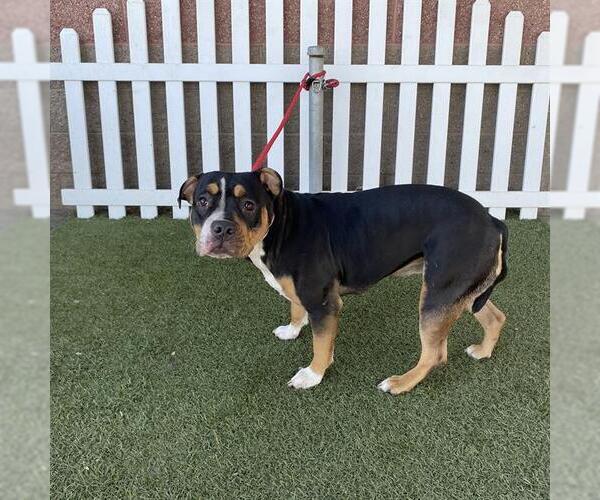 Medium Photo #1 American Bulldog-Unknown Mix Puppy For Sale in Modesto, CA, USA