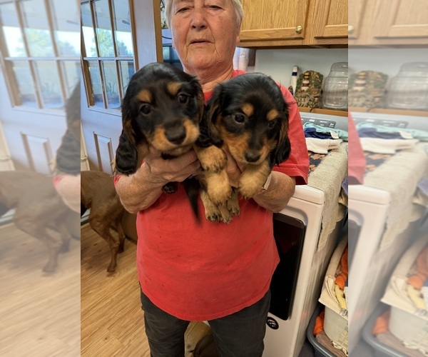 Medium Photo #4 Dachshund Puppy For Sale in ASHLAND, NE, USA