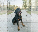 Small #5 Rottweiler