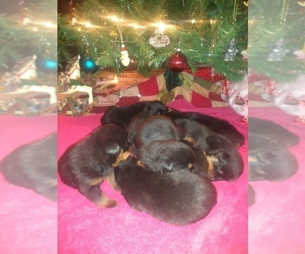 Medium Photo #10 Rottweiler Puppy For Sale in JASPER, MO, USA