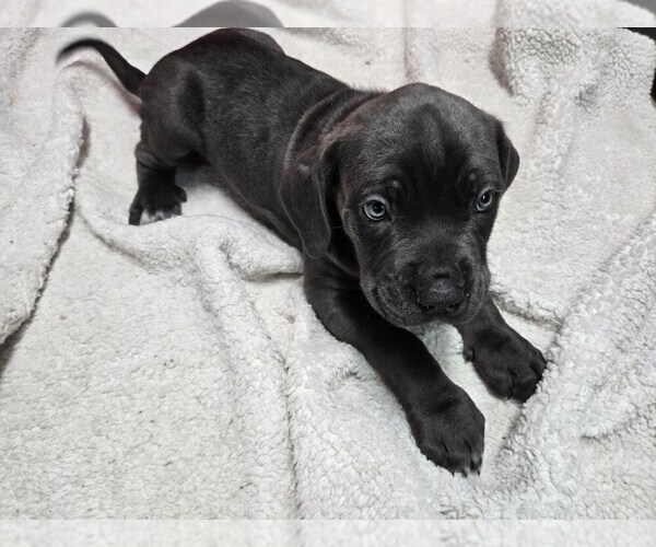 Medium Photo #1 Cane Corso Puppy For Sale in EAST HAMPTON, CT, USA