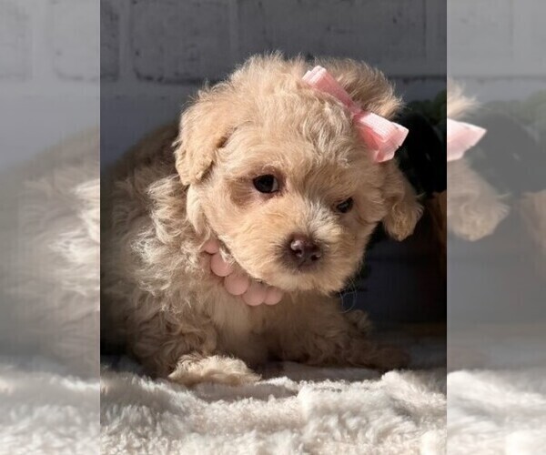 Medium Photo #3 Maltipoo Puppy For Sale in MIAMI BEACH, FL, USA