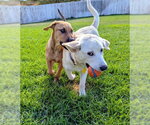 Small Photo #4 Labrador Retriever-Unknown Mix Puppy For Sale in Sandy, UT, USA
