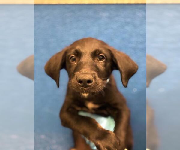 Medium Photo #1 Labrador Retriever-Unknown Mix Puppy For Sale in Visalia, CA, USA