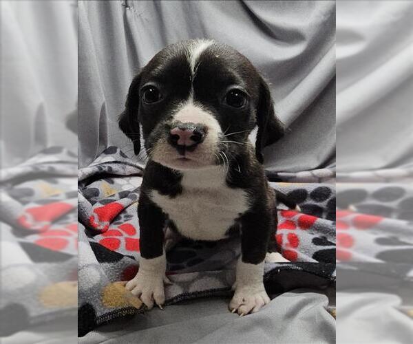 Medium Photo #1 Mutt Puppy For Sale in Grovetown, GA, USA