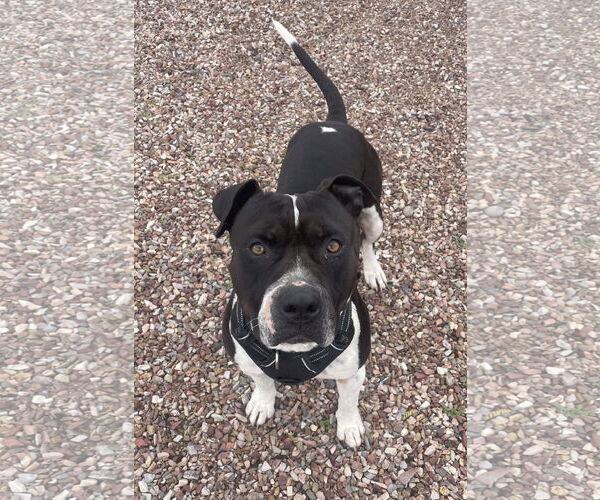 Medium Photo #14 American Bulldog-Unknown Mix Puppy For Sale in Chandler, AZ, USA