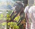 Small Photo #3 American Pit Bull Terrier-Cane Corso Mix Puppy For Sale in SUISUN CITY, CA, USA
