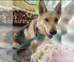 Sally - Female Airedale Terrier-German Shepherd Dog Mix Dog for Adoption - Small photo
