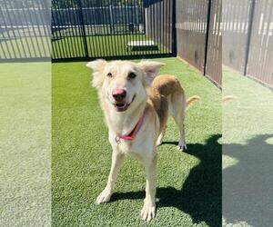 Wolfie - Female Siberian Husky-Unknown Mix Dog for Adoption - Photo #4