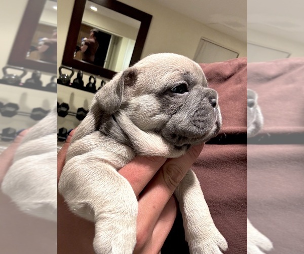 Medium Photo #6 French Bulldog Puppy For Sale in THORNTON, CO, USA