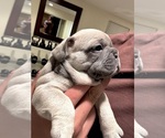 Small #5 French Bulldog