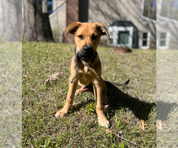 Medium Photo #2 Australian Shepherd-Unknown Mix Puppy For Sale in Holly Springs, NC, USA