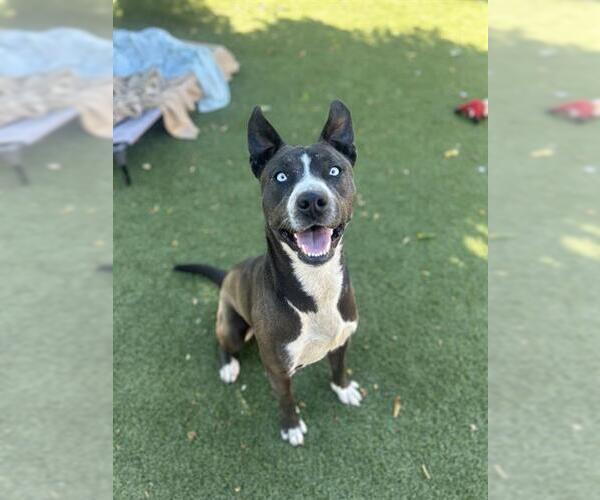 Medium Photo #1 American Pit Bull Terrier-Siberian Husky Mix Puppy For Sale in Chula Vista, CA, USA