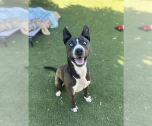 American Pit Bull Terrier-Siberian Husky Mix Dogs for adoption in Chula Vista, CA, USA