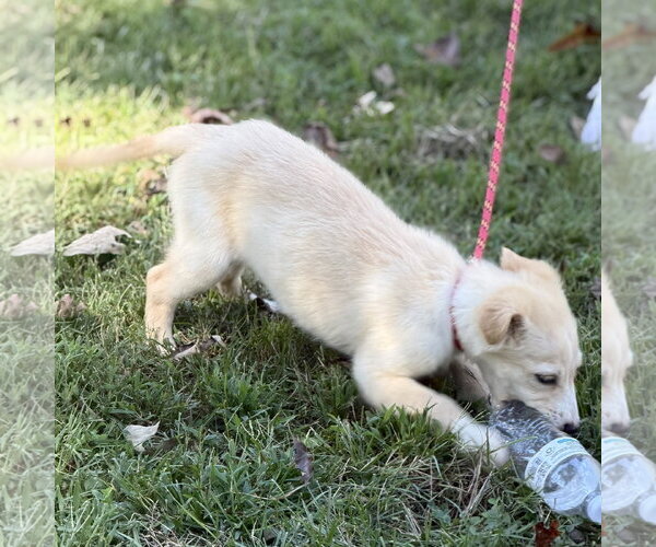 Medium Photo #4 Mutt Puppy For Sale in Yardley, PA, USA