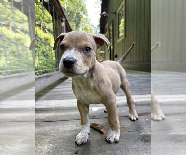 Medium Photo #6 Boxer-Unknown Mix Puppy For Sale in Mooresville, NC, USA