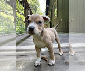 Milo - Male Boxer-Unknown Mix Dog for Adoption - Photo #6
