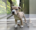 Small Photo #6 Boxer-Unknown Mix Puppy For Sale in Mooresville, NC, USA