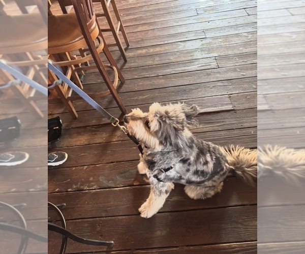 Medium Photo #1 Aussiedoodle Miniature  Puppy For Sale in HUBERT, NC, USA