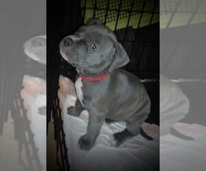 American Pit Bull Terrier Puppy for sale in PARIS, KY, USA