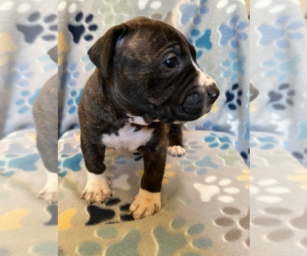 Medium Photo #1 American Bully-American Staffordshire Terrier Mix Puppy For Sale in BROCKTON, MA, USA