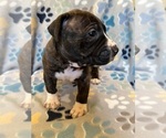 Small American Bully-American Staffordshire Terrier Mix