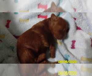 Poodle (Miniature) Puppy for sale in DULUTH, GA, USA