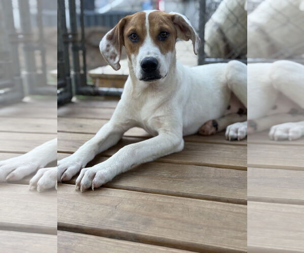 Medium Photo #3 Labrador Retriever-Unknown Mix Puppy For Sale in Rockaway, NJ, USA