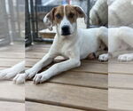 Small Photo #3 Labrador Retriever-Unknown Mix Puppy For Sale in Rockaway, NJ, USA