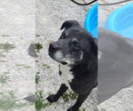 Small #5 Labrador Retriever Mix